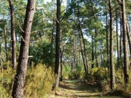 Pressions, reboisement, aménagement : où en est la forêt de Sala Al Jadida ?