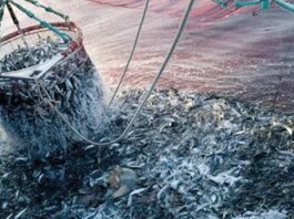 Chute de 13 % des volumes de pêche au Maroc