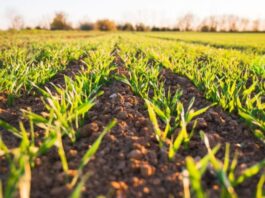 Agriculture durable : Al Moutmir dévoile les résultats de ses plateformes