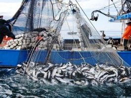 Pêche : hausse des débarquements dans le nord du Maroc