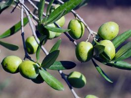 Huile d’olive : offensive marocaine sur le marché américain