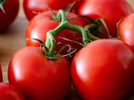 Les exportations de tomates marocaines vers l’Espagne bondissent de 40 %