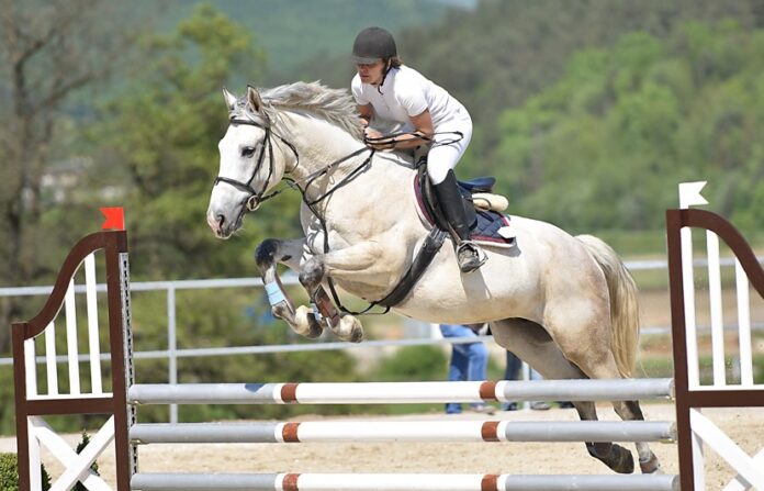 Les premiers champions sacrés lors de la Semaine du Cheval à Rabat