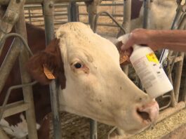 Maladie de la dermatose bovine en France : quels risques pour le Maroc ?