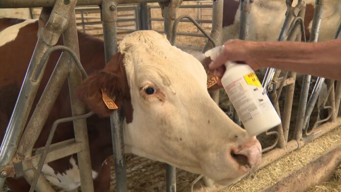 Maladie de la dermatose bovine en France : quels risques pour le Maroc ?
