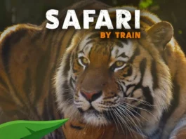 Safari en train : l’ONCF propose des billets zoo à prix réduit