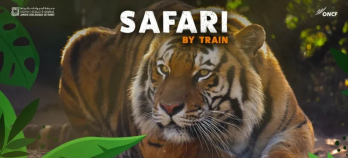 Safari en train : l’ONCF propose des billets zoo à prix réduit