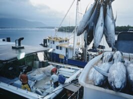 Le port de Tarfaya triple ses débarquements de poissons en six mois