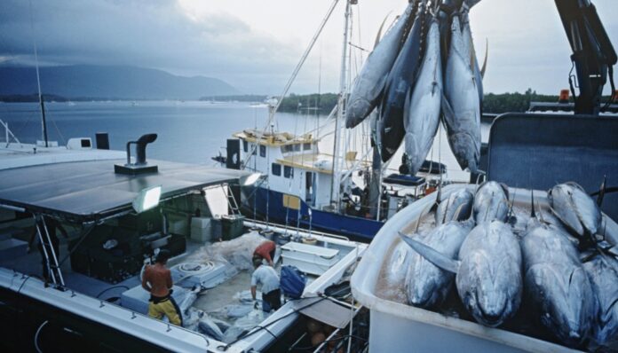 Le port de Tarfaya triple ses débarquements de poissons en six mois