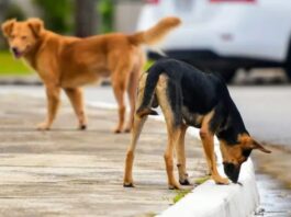 Vers une interdiction du nourrissage des animaux errants