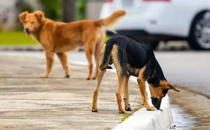 Vers une interdiction du nourrissage des animaux errants