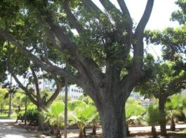 Casablanca : le jardin ALECSO à Sidi Othmane renaît de ses cendres