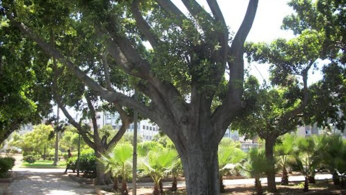 Casablanca : le jardin ALECSO à Sidi Othmane renaît de ses cendres