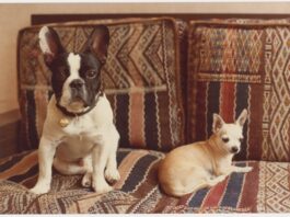Le Musée de Marrakech dévoile le panthéon canin d'Yves Saint Laurent