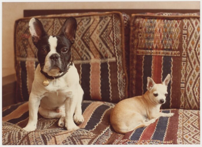 Le Musée de Marrakech dévoile le panthéon canin d'Yves Saint Laurent