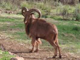 Des mouflons à manchettes réintroduits dans le Haut Atlas