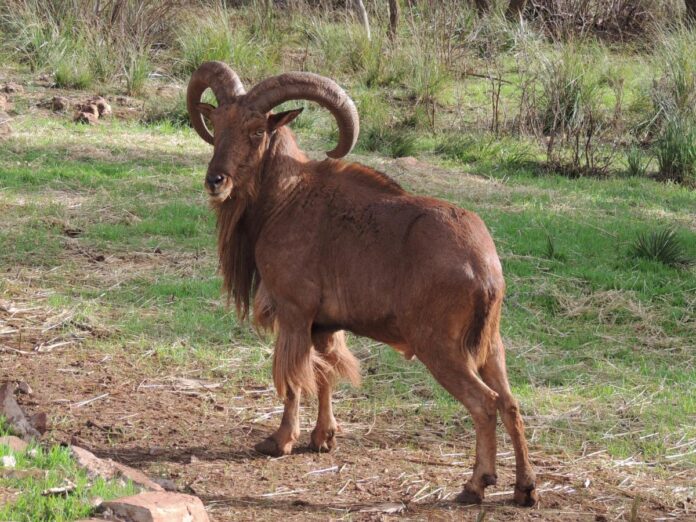 Des mouflons à manchettes réintroduits dans le Haut Atlas