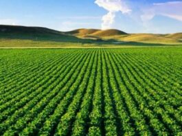 Quand la terre divise : les défis du foncier rural au Maroc