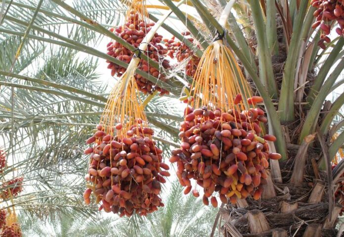 dattes Dattes : une production de 160.000 tonnes entre 2025 et 2026