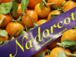 Campagne record pour la mandarine Nadorcott : +44 % d’exportations