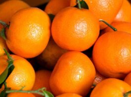 Record d’exportations marocaines de mandarines vers l’Allemagne