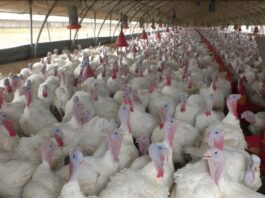 Aliments pour volailles : enquête sur des soupçons d’entente