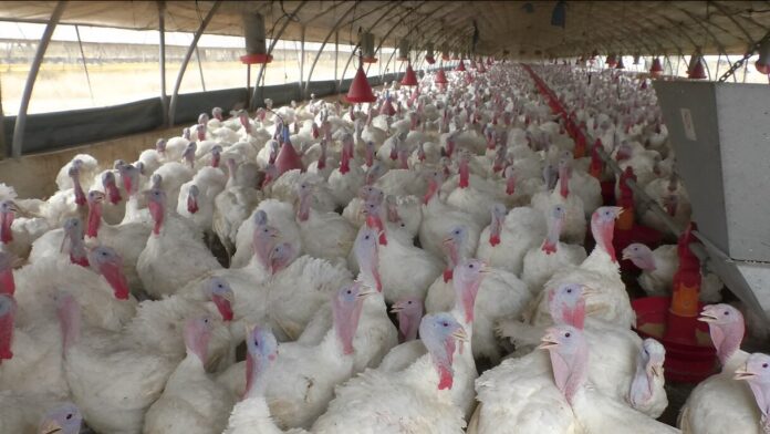 Aliments pour volailles : enquête sur des soupçons d’entente