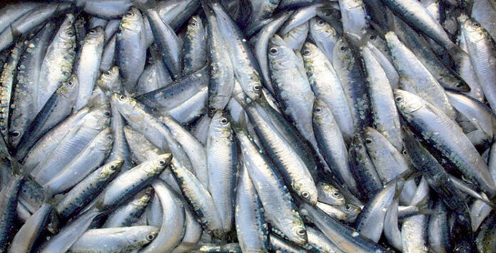 Des mesures pour stabiliser le prix de la sardine pour Ramadan