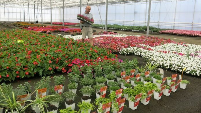 Malgré la sécheresse, Graines Voltz Maroc est resté stable en 2025