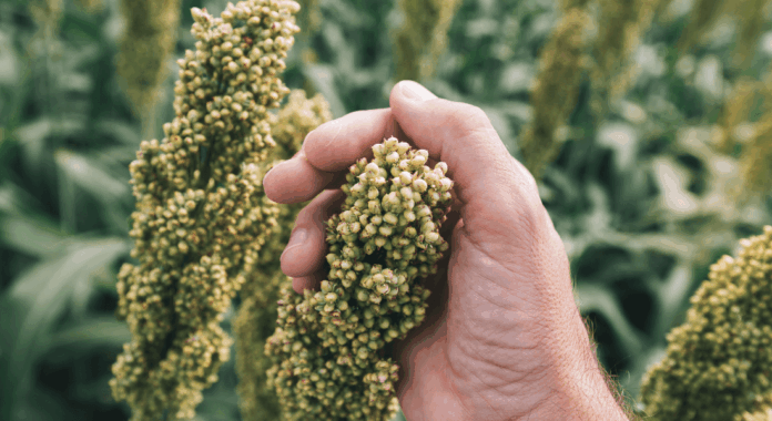 Le Brésil livrera cette semaine 32 000 tonnes de sorgho au Maroc