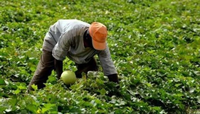 Le Maroc devient une terre de travail pour les migrants africains