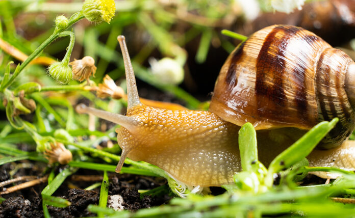 Au SIAM une coopérative valorise la bave d’escargot