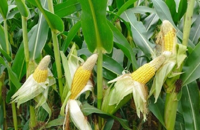 Le Maroc figure parmi les principaux importateurs de maïs américain avec près de 30 mille tonnes sur une semaine selon les données USDA