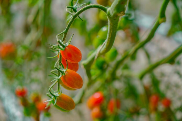 Azura certifie B Corp™ son activité de tomate cerise
