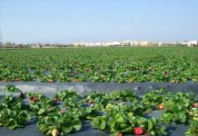 Le grec Plastika Kritis prépare son entrée dans la plasticulture marocaine Le grec Plastika Kritis prépare son entrée dans la plasticulture marocaine