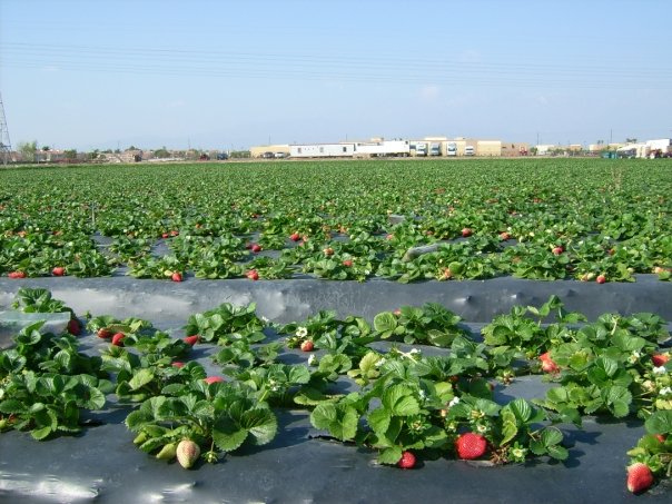 Le grec Plastika Kritis prépare son entrée dans la plasticulture marocaine
